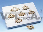 Set of 7 Cervical Vertebrae